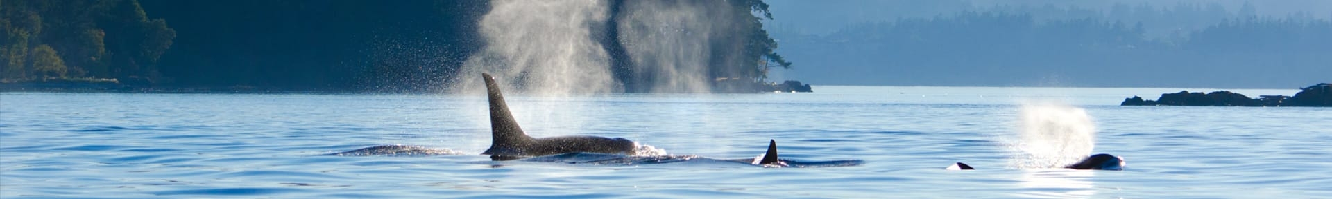 orca whales near Vancouver island Victoria British Columbia